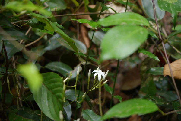 Svarna-yuuthikaa benefits