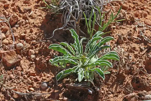 Swertia paniculata benefits