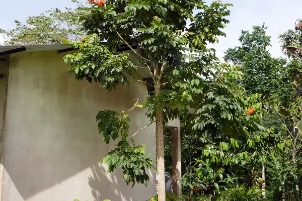 Syringe tree benefits
