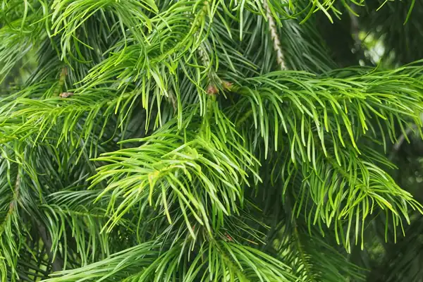 Talisapatra benefits