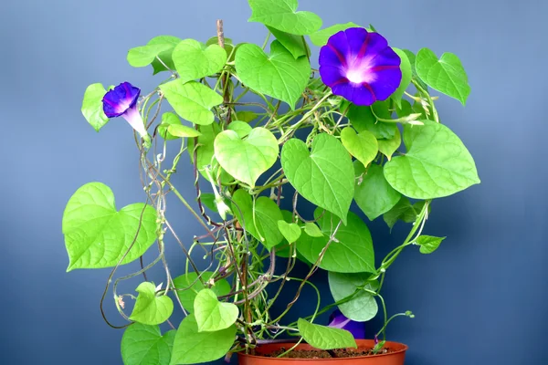 Tall Morning-Glory benefits