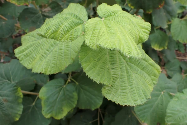 Tamthar benefits