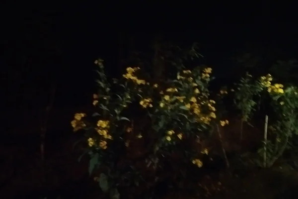Tanner’s Cassia benefits