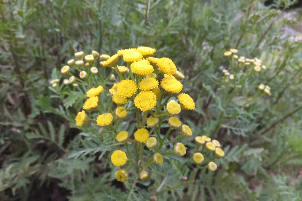Tansy benefits