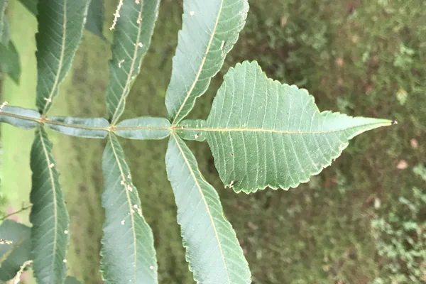 Tatri benefits