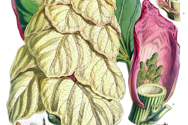 Tehuka benefits