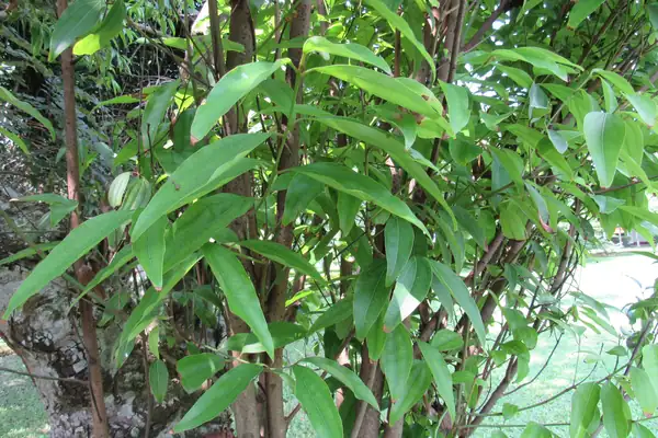 Tejpatra benefits