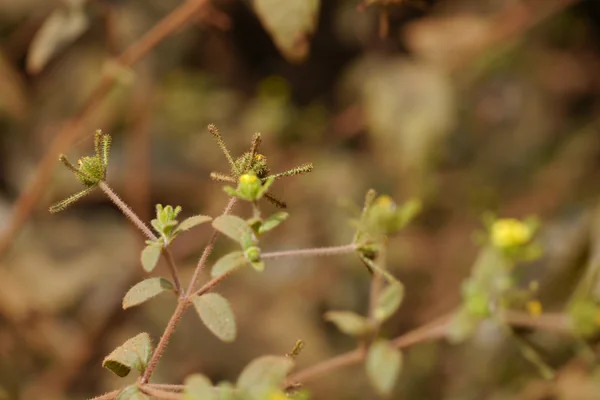 The Holy Herb benefits