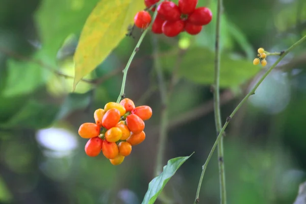 Tiliyaa-koraa benefits