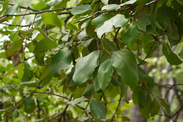 Tinduka benefits