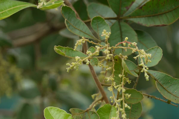 Tintidi benefits