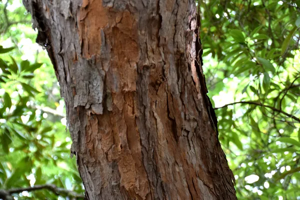 Tree-Rhododendron benefits