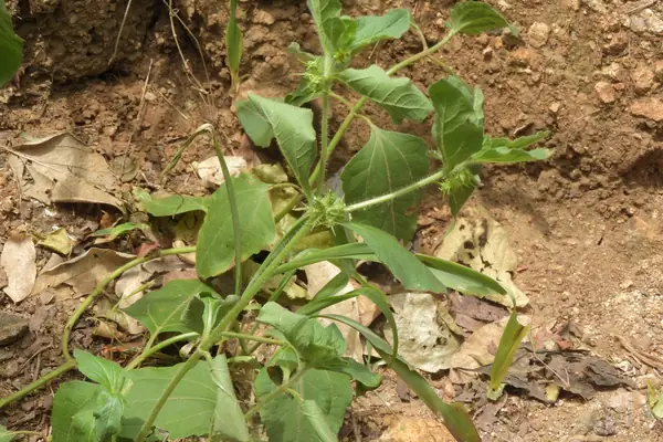 Trikantaka benefits