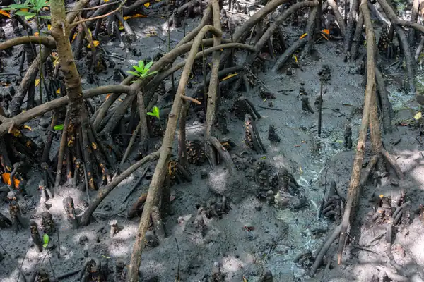 True Mangrove benefits