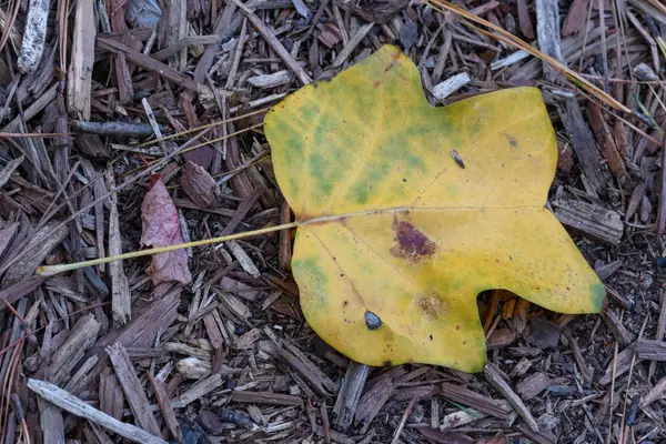 Tulip tree benefits