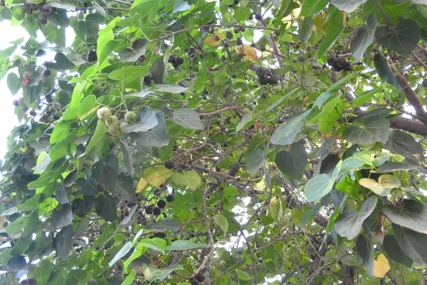 Tundikera benefits