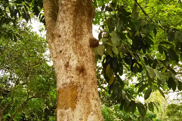 Tuvaraka benefits
