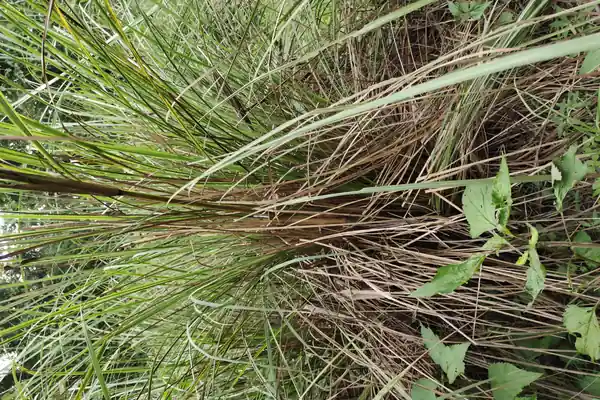 Ulla Grass benefits