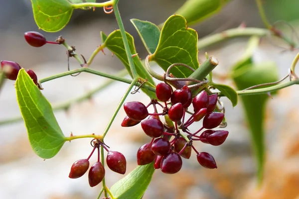 Ushbaa benefits