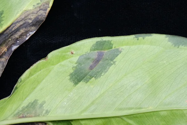 Utangana benefits