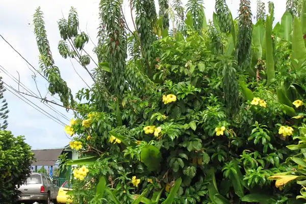 Vaamana-haati benefits