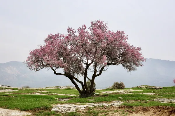 Vaataama benefits