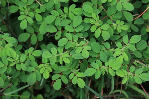 Vana-methi benefits