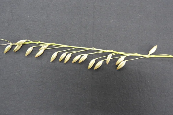 Vana-palaandu benefits