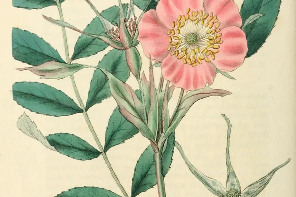 Vanya Taruni benefits
