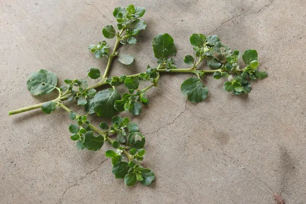 Varshaabhu benefits