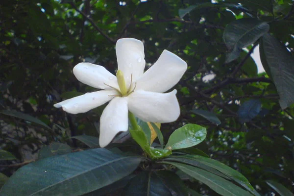 Venupatrikaa benefits