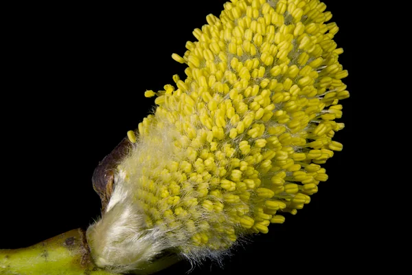 Vetasa benefits