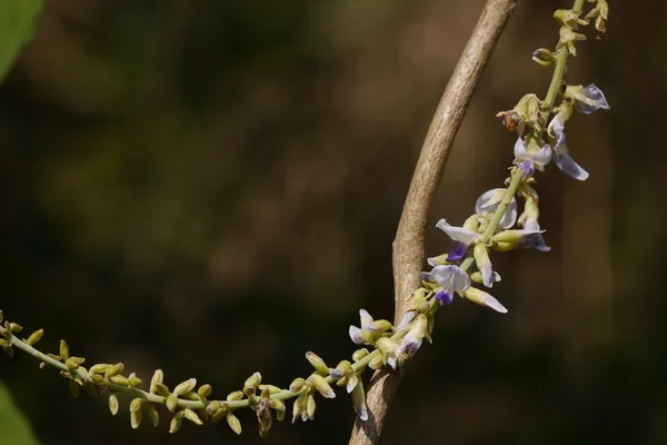 Vidaari benefits