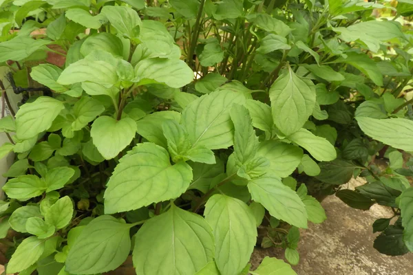 Vilaayati Pudinaa benefits