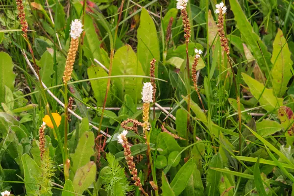 Viviparous Bistort benefits