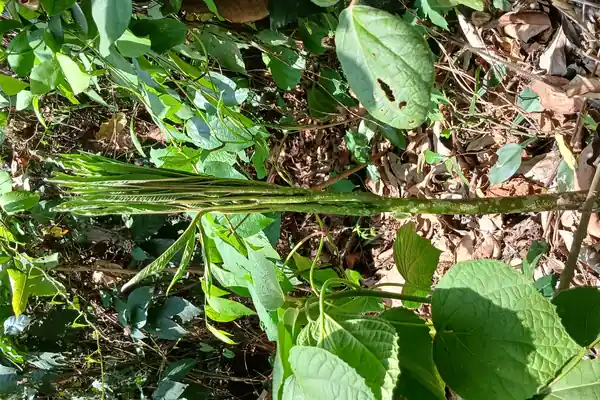 Vridha benefits
