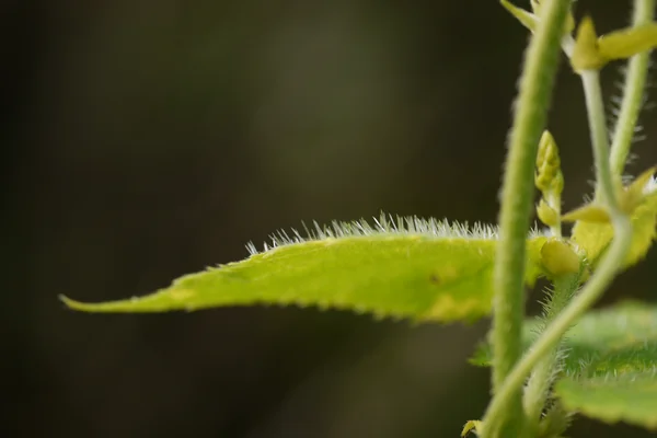 Vrishchhikaali benefits