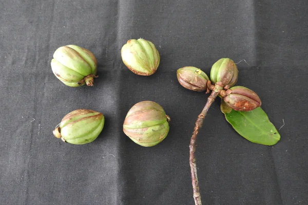 Vrkshaamla benefits