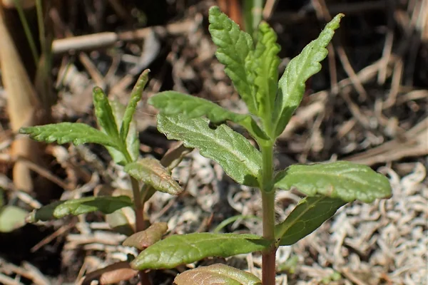 Water-Germander benefits