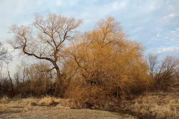 Weeping Willow benefits