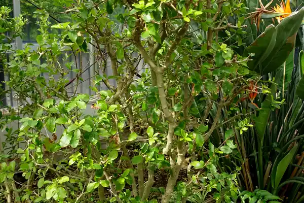 West Indian Cherry benefits