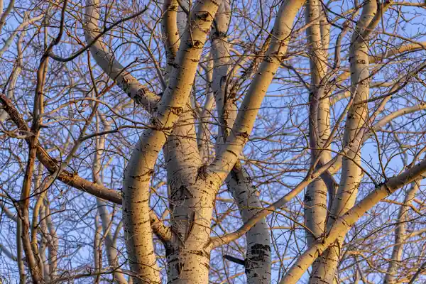White Poplar benefits