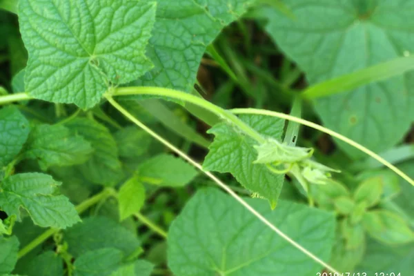 Wild Cucumber benefits