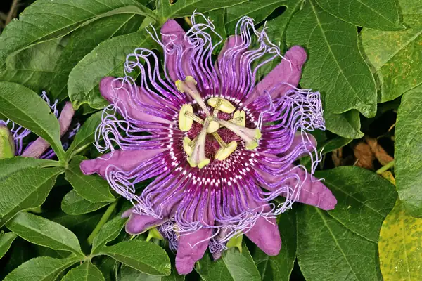 Wild Passion Flower benefits