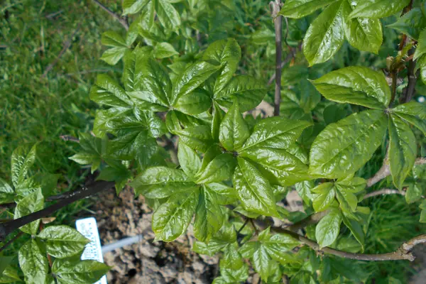 Wild Pepper benefits
