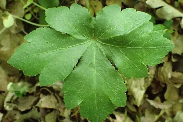 Wood Sanicle benefits