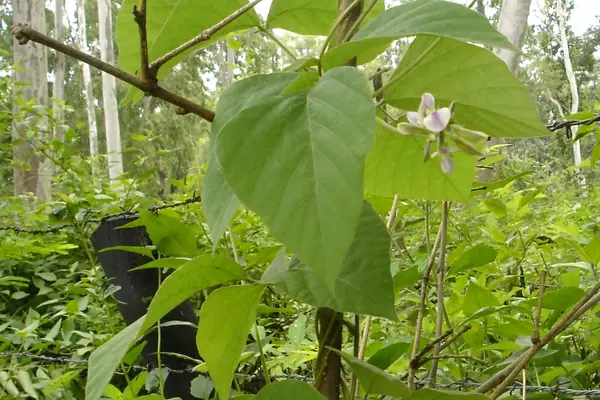 Yavikaa benefits