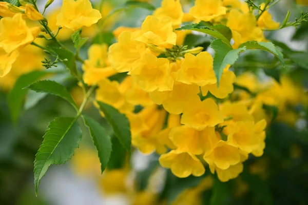 Yellow Elder benefits